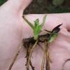 arnica-montana-rhizome.jpg