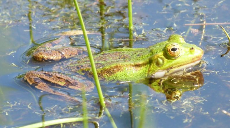 Pelophylax sp. (water frog) - Peppange - 09.05.2018 © Hannah Weigand.